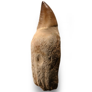 Mosasaur Marine Dinosaur Tooth with Root