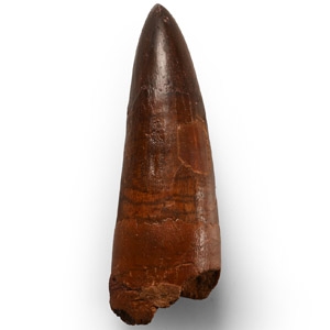 Large African T-Rex Fossil Dinosaur Tooth
