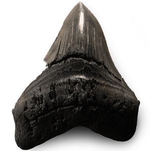 Large Megalodon Giant Shark Fossil Tooth