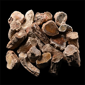 Unpolished Large Fossil Tree Branch Section Group [20]