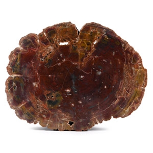 Massive Fossil Tree Trunk Slice