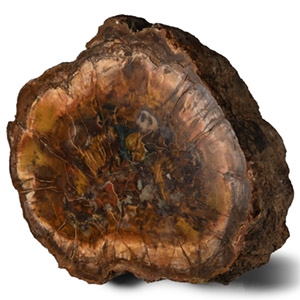 Massive Fossil Tree Trunk Section