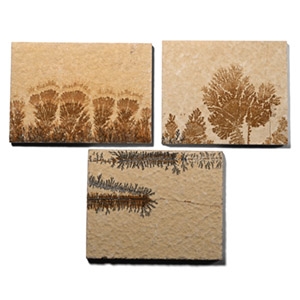 Dendritic Limestone Plant-Like Formation Tile Group [3]