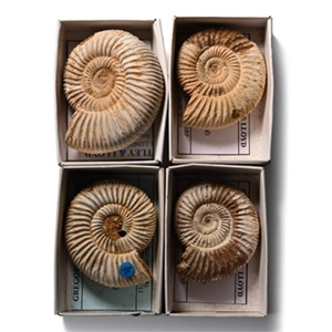 Boxed and Labelled Fossil Ammonite Collection