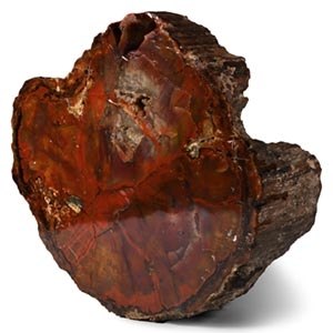 Large Cut and Polished Fossilised Tree Trunk Section