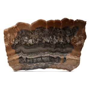 Large Cut and Polished Stromatolite Display Slice