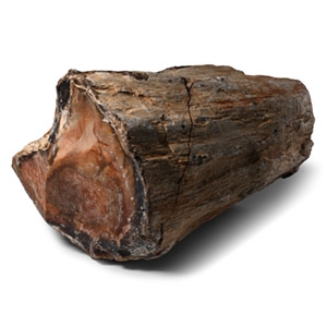 Large Cut and Polished Fossilised Tree Trunk Section