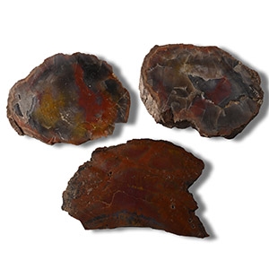 Polished Large Fossil Tree Trunk Section Group [3]