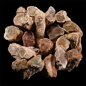 Large Unpolished Fossil Tree Branch Section Group [20]