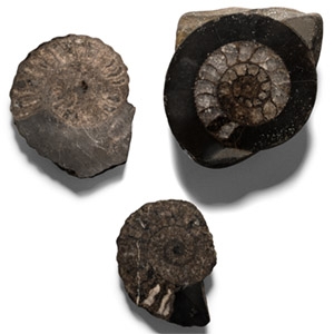 Cut and Polished Fossil Ammonite Group