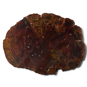 Very Large Cut and Polished Agatized Fossil Tree Trunk Slice
