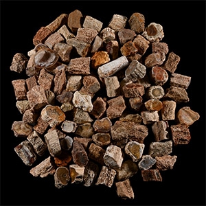 Natural Unpolished Fossil Tree Branch Section Group [100]