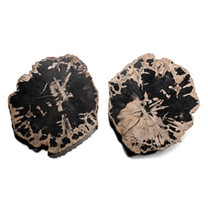 Cut and Polished Fossil Tree Trunk Section Pair [2]