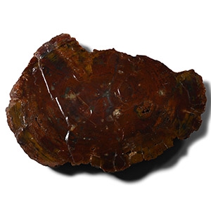 Large Cut and Lacquered Fossil Tree Trunk Section