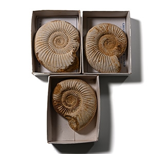 Boxed and Labelled Fossil Ammonite Collection [3]