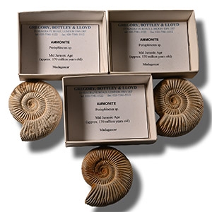 Boxed and Labelled Fossil Ammonite Collection [3]
