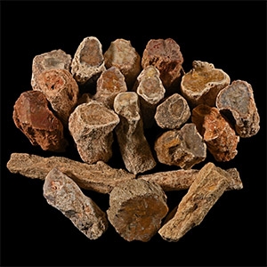 Unpolished Large Fossil Tree Branch Section Group [20]