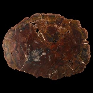 Large Fossil Cut and Polished Tree Trunk Slice