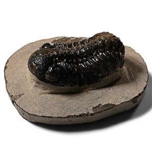 Fossil Trilobite on Matrix