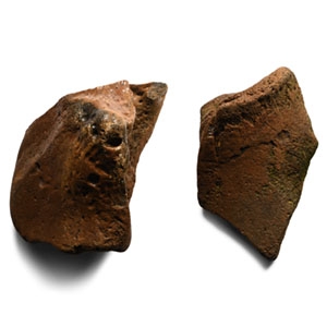 Fossilised Woolly Mammoth Leg Bone Group