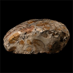 The Great Horkesley Late Iron Age Celtic to Early Roman Puddingstone Quern