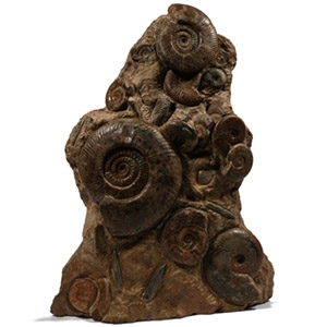 Detailed Fossil Ammonite Display