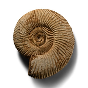 Perisphinctes Fossil Ammonite