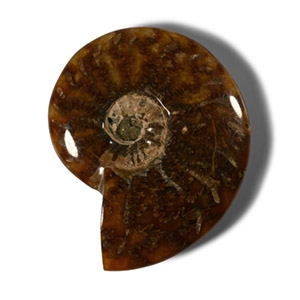 Polished Cleoniceras Fossil Ammonite