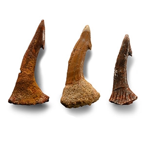 Sawfish Fossil Rostral Spine Group