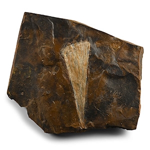 Fossil Ginko Leaf in Matrix