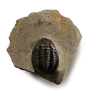 Cornuproetus Fossil Trilobite in Matrix