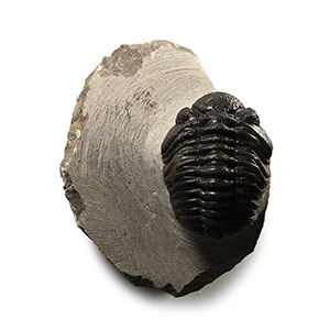 Phacops Fossil Trilobite in Matrix