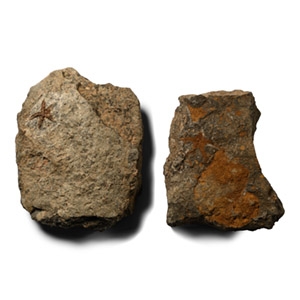 Fossil Petraster Starfish Pair