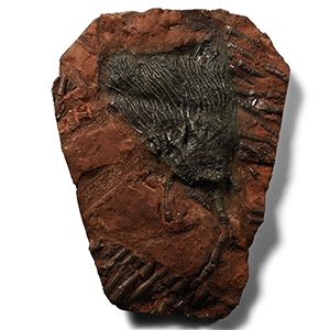 Fossil Crinoid Plate