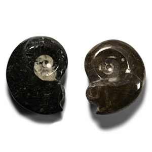 Polished Fossil Goniatite Ammonite Pair