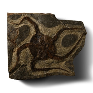 Ophiuroidea Fossil Brittle Star