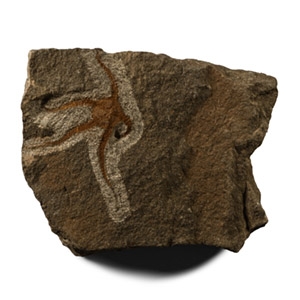 Ophiuroidea Fossil Brittle Star