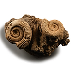 Dactylioceras Fossil Ammonites