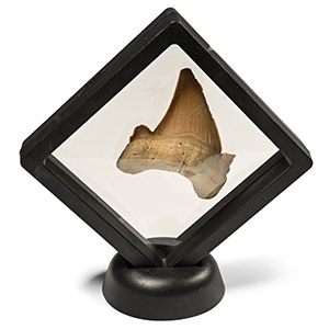 Otodus Fossil Shark Tooth in Frame