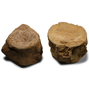 Plesiosaur Marine Dinosaur Fossil Vertebrae Pair