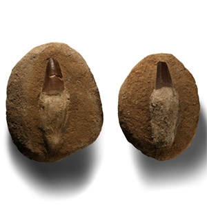 Mosasaur Marine Dinosaur Fossil Teeth