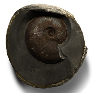 Large Fossil Ammonite Nodule