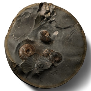 Large Fossil Ammonite Cluster Nodule