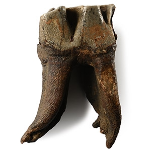 Fossil Woolly Rhinoceros Tooth