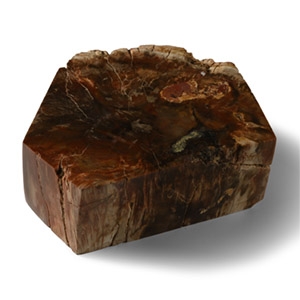 Polished Fossilised Tree Trunk Section