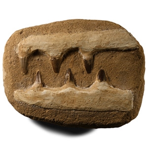 Mosasaur Marine Dinosaur Fossil Teeth in Composite Matrix