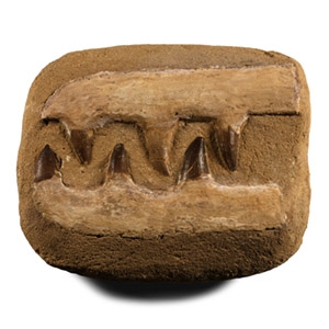 Mosasaur Marine Dinosaur Fossil Teeth in Composite Matrix