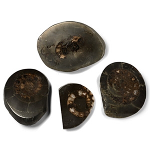 Whitby Dac Fossil Ammonite Group