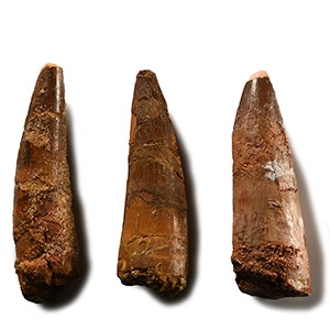Spinosaurus Fossil Dinosaur Tooth Group
