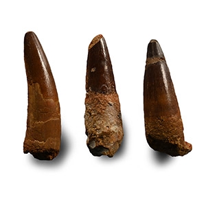 Spinosaurus Fossil Dinosaur Tooth Group